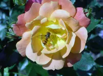 Schwebfliege.webp