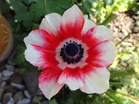 032 (4).webp