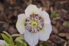 DSC04780.webp