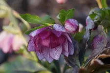 DSC04806.webp