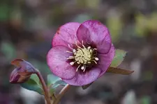 Saemling (2).webp