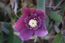 Saemling (4).webp