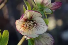 SP Anja Oudolf.webp