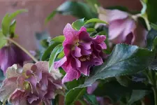 SP Elly.webp