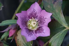 SP Mary Lou.webp