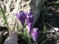 SAM_0770.webp