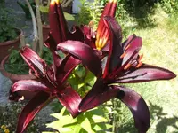 BILD2987.webp