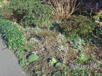 Vorgarten (2).webp