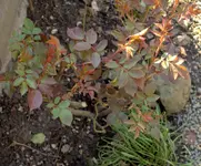 _MG_0099.webp