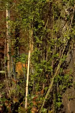 _MG_0101.jpg