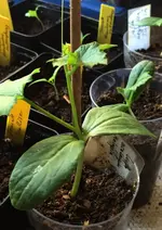 Luffa.webp