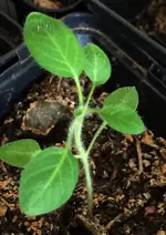 Pepino.webp