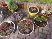 Kübelgarten Succulente.webp