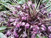 Helleborus groß.webp