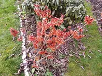 Hamamelis.webp
