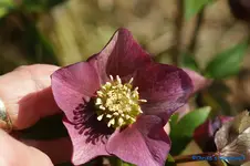 H.o.Dunkelrot geadert.webp