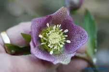 H.o.Dunkelrosa stark getupft.webp