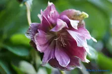 H.o.Gefüllt dkl.rosa mit grünen Sp..webp