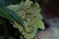 H.o.Riesenblüte gefüllt grünrosa.webp