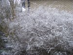 Schneefall 2_29.2.2016.jpg