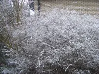 Schneefall 2_29.2.2016.webp