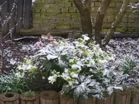 Schneefall3_29.02.2016.webp
