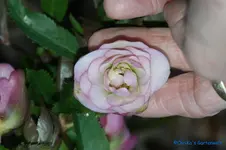 H.o.Gefüllt weißrosa.webp