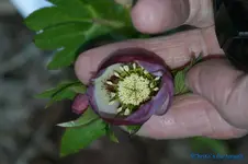 H.o.Weißpink getupft.webp