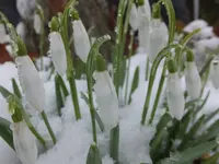 DSCF9054.webp