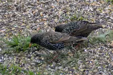 DSC_0586.webp