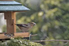 DSC_9207.webp