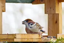 DSC_9355.webp