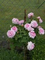 DSCN0312.webp