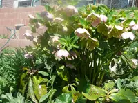 Christrose.webp