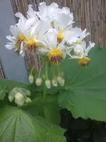 002 (4).webp