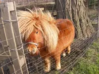 Pony2.webp