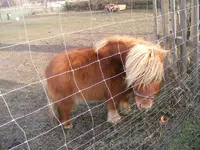 Pony8.webp