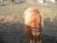 Pony4.webp
