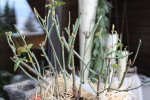 RsD 02.03.16.jpg