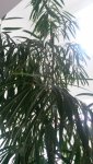 IMG-20160130-WA0000.jpg