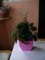 peperomia.webp
