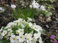016.webp