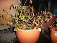 SAM_0774.webp