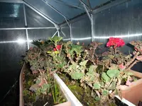 SAM_0775.webp