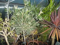 SAM_0776.webp