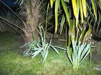 SAM_0777.webp