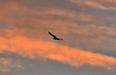 DSC_6593.webp