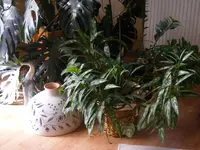 Zimmerdschungel1.webp
