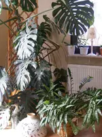 Zimmerdschungel2.webp