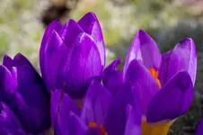 7555.webp